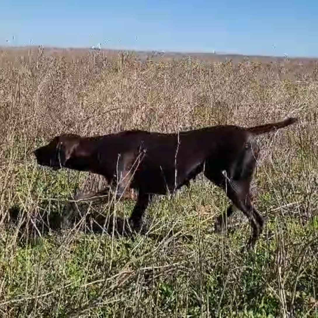 Queen ll vom Thüringer Zepfel thüringer zipfel