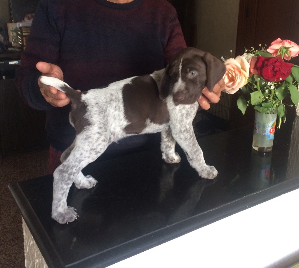 Des Sources D'asni - Braque allemand à poil court - Portée née le 23/02/2019