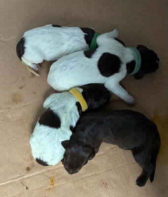 CHIOT